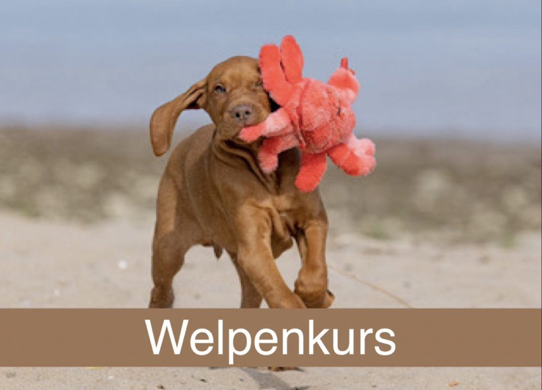 Welpenkurs