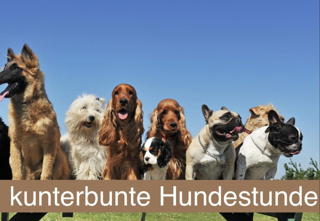 kunterbunte Hundestunde