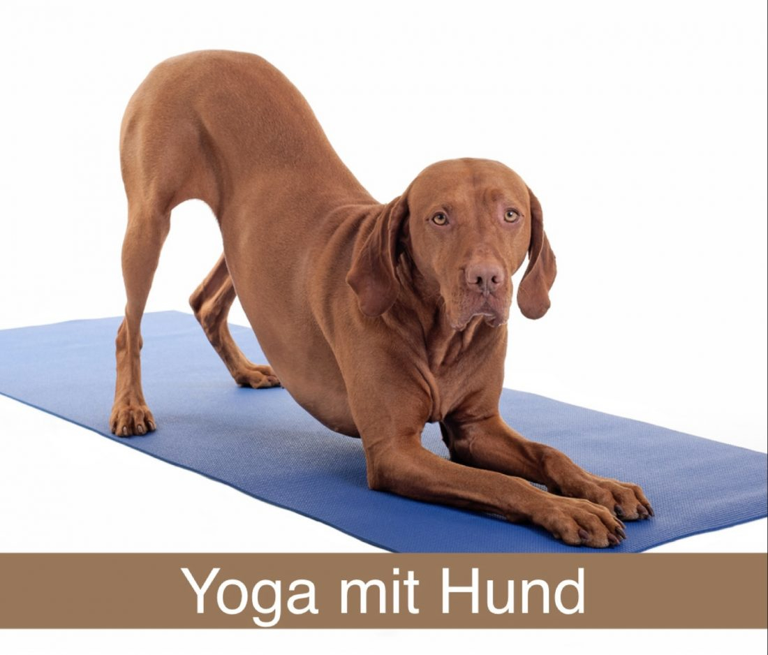 Yoga mit Hund 
