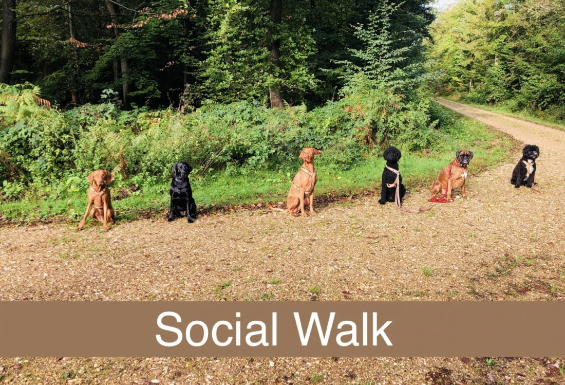 Social Walk 