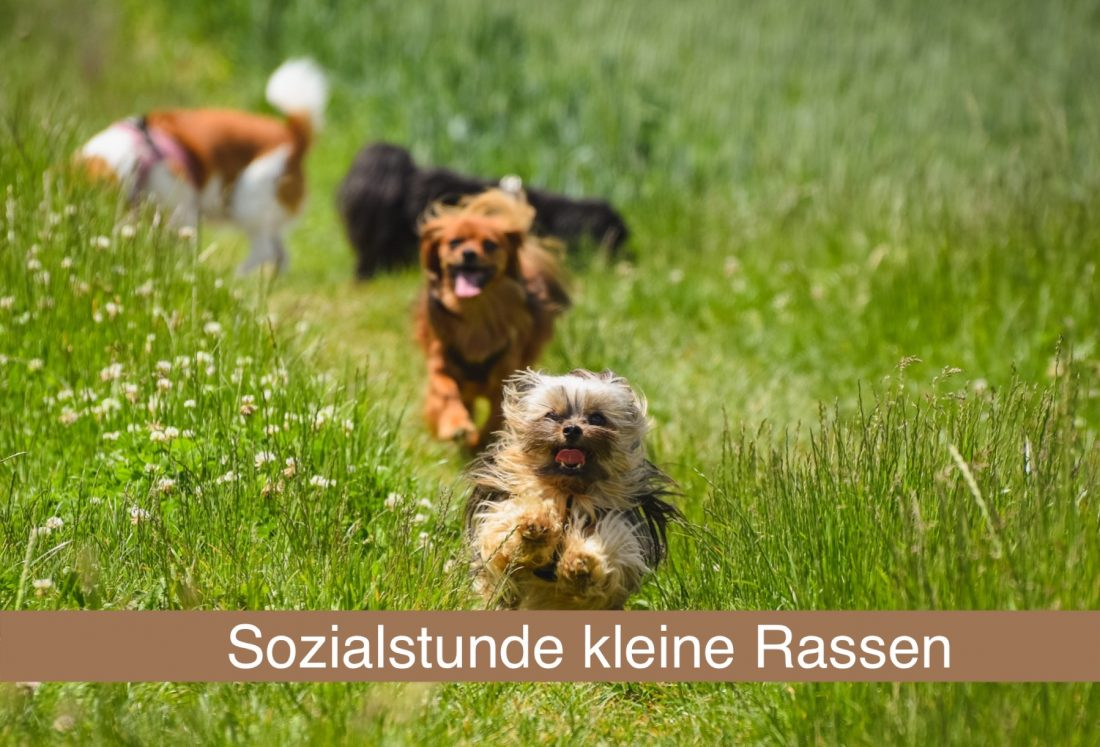 Sozialstunde für kleine Hunde