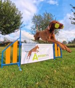 Apportility® Einführungsworkshop