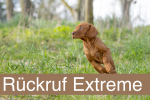 Rückruf Extreme