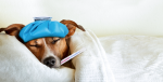 Kastration beim Hund – was du wirklich wissen solltest