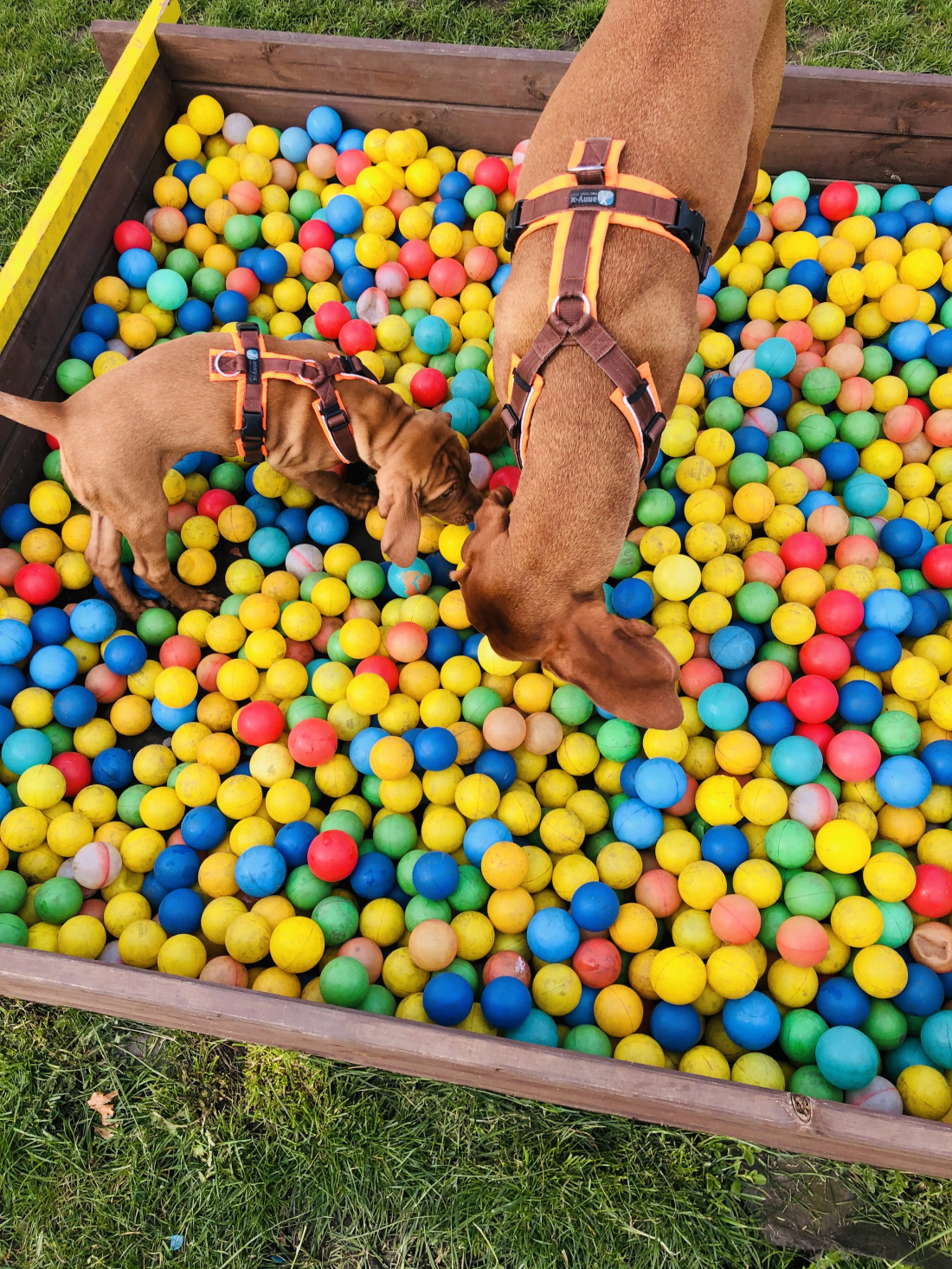 Welpen-Entdeckerkurs – sicher wachsen & spielerisch lernen